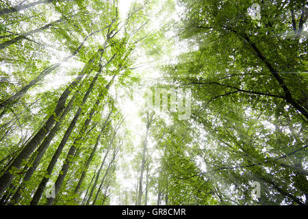 Lichtdurchfluteten Bäume im Wald Stockfoto