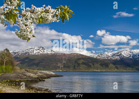 Obstblüte am Hardanger Fjord In Norwegen Stockfoto