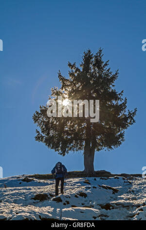 Wanderer gehen auf eine Tanne Baum von der Sonne strahlt sternförmig Stockfoto