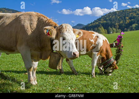 Im Herbst werden das Vieh festlich ins Tal getrieben dekoriert werden Stockfoto