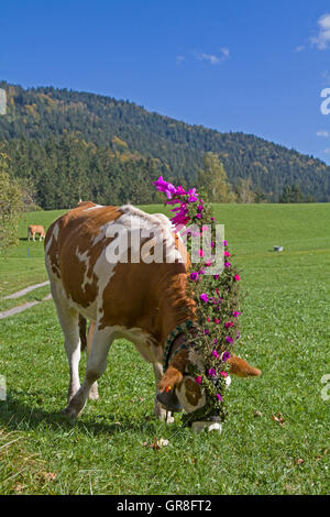 Im Herbst werden das Vieh von den Almen ins Tal getrieben festlich dekoriert werden Stockfoto