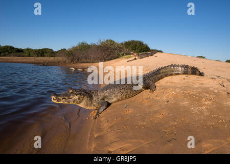 Pantanal Kaimane an einem Strand im Pantanal Stockfoto