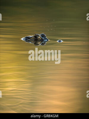 Pantanal Caiman schwimmt auf der Wasseroberfläche Stockfoto