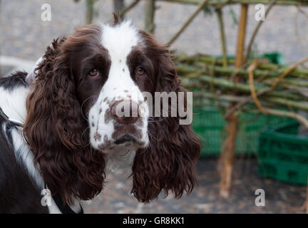 Braune und weiße Spaniel schaut die Kamera mit diesem traditionellen düster aussehen Stockfoto