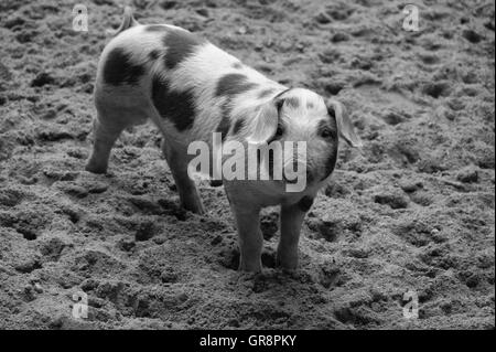 Bentheimer Ferkel In schwarz / weiß Stockfoto