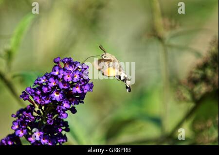 Kolibri Hawkmoth Macroglossum Stellatarum auf Butterflyy Bush Buddleja Davidii Stockfoto