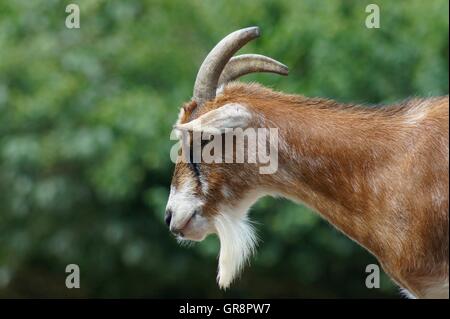 Zwergziege Portrait Stockfoto