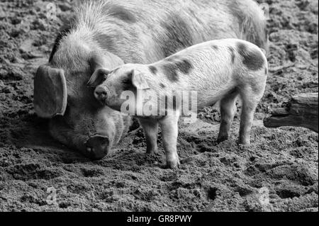 Bentheimer Sau mit Ferkel In schwarz / weiß Stockfoto