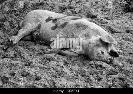 Schlafende Bentheimer Schwein In schwarz / weiß Stockfoto