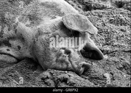 Bentheimer Schweine Portrait In schwarz / weiß Stockfoto