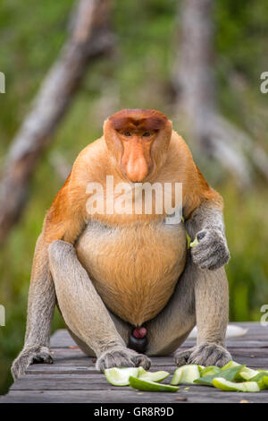 Proboscis Monkey (Nasalis Larvatus) von Borneo endemisch.  Männliche Porträt mit einer großen Nase. Stockfoto
