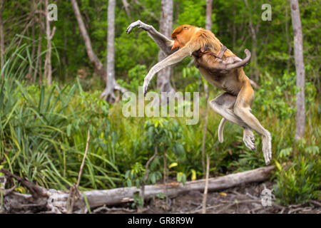 Proboscis Monkey (Nasalis Larvatus) von Borneo endemisch. Frau mit einem Baby von Baum zu Baum springen Stockfoto
