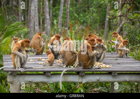 Gruppe von Nasenaffen (Nasalis Larvatus) endemisch von Borneo sitzen auf der Fütterung Plattform in Sarawak. Stockfoto