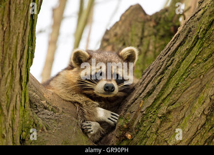 Waschbär, Procyon Lotor, Zoo Hof Stockfoto