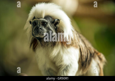 Baumwoll-Top Tamarin, Saguinus Oedipus, Zoo Hof Stockfoto