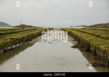 Austernbänke an Saint-Sauvier bei Ebbe, Bretagne, Frankreich Stockfoto