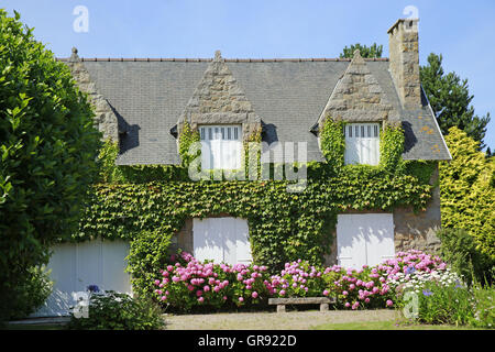 Überwucherte Haus In Bretagne Stein und Wein Stockfoto