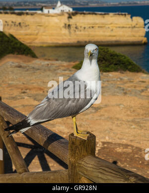 Möwe stehend auf einem Geländer an der felsigen Küste der Algarve in Portugal, Europa Stockfoto