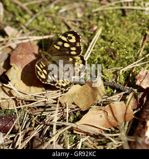 Schmetterling auf Wald Floor, gesprenkelten Holz, Pararge Aegeria Stockfoto