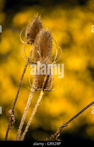 Karde im Abendlicht, Dipsacus isoliert Stockfoto