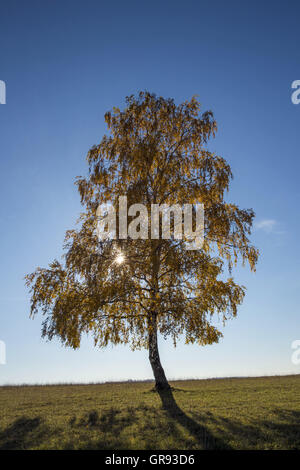 Einzelnen Birke mit Herbst Blätter im Gegenlicht Stockfoto