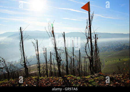 Nebel im Spätherbst auf Kröv, Weinberge im Vordergrund Stockfoto