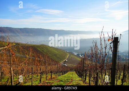 Nebel im späten Herbst über Wolf und Kröv, Weinberge im Vordergrund Stockfoto