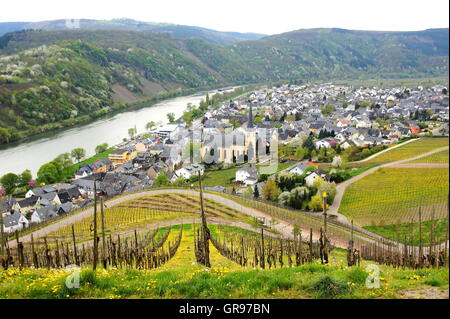 Weindorf Kröv mit Weinbergen im Frühling Stockfoto