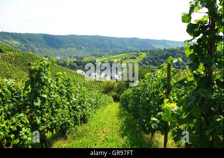 Weinberge In Kröv an der Mosel mit Wolf In der Ferne Stockfoto