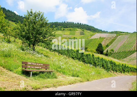 Weinlandschaft in der Nähe von Kröv an der Mosel mit Pfad und Bank Stockfoto