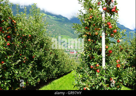 Reihen von Apfelbäumen In Naturns im Etschtal Stockfoto