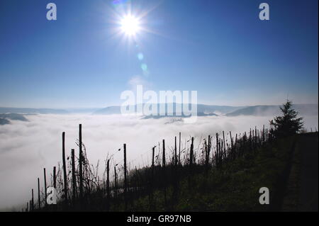 Dichter Nebel in der Nähe von Wolf und Kröv an der Mosel Stockfoto