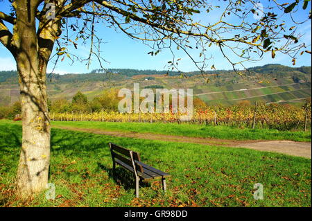 Walnuss Baum und Bank in der Nähe von Wolf an der Mosel, im Hintergrund die Weinberge von Kröv Stockfoto