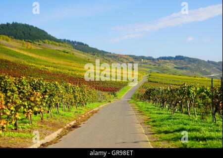 Weinlandschaft in der Nähe von Kröv mit Lane im Herbst Stockfoto