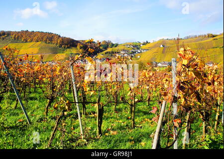 Ürzig an der Mosel im Herbst umgeben von Weinbergen Stockfoto