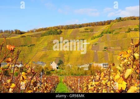 Gelbe Reben vor Weinberg Ürziger Würzgarten In Ürzig an der Mosel Stockfoto