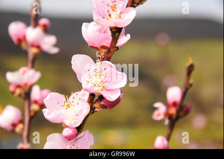 Zweige mit rosa Mandelblüten Makro Stockfoto