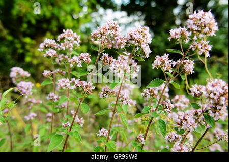 Wilden Majoran oder Oregano Common Stockfoto