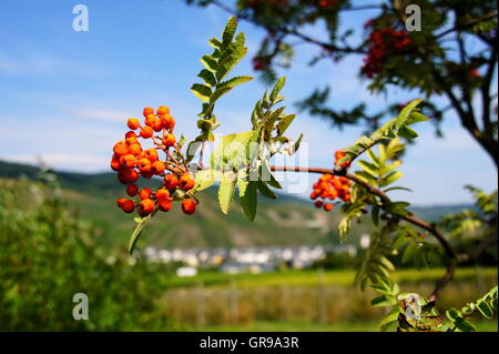 Eberesche im Herbst mit roten Beeren Stockfoto