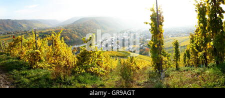 Kröv an der Mosel-Panorama im Herbst mit gelben Weinberge Stockfoto