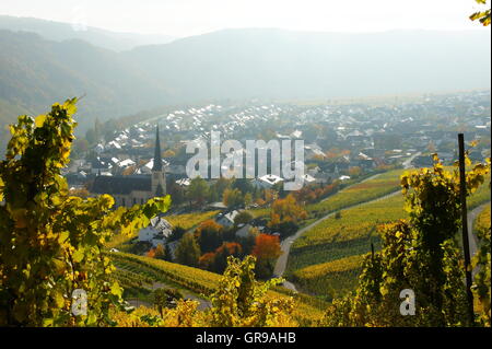 Kröv an der Mosel im Herbst mit gelben Weinberge Stockfoto