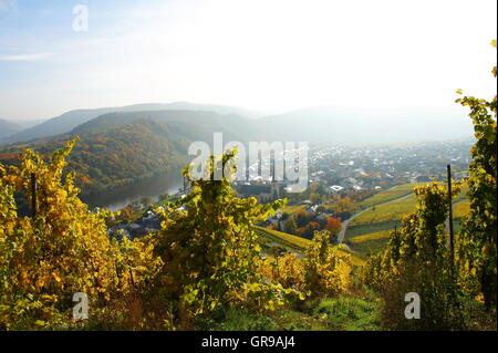 Kröv an der Mosel im Herbst mit gelben Weinberge Stockfoto