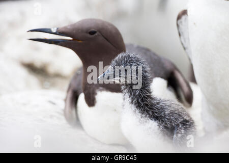 Gemeinsamen Guillemot (Uria Aalge) Küken mit Eltern, Grundnahrungsmittel Insel, Farne Islands, Northumberland, England, Vereinigtes Königreich Stockfoto