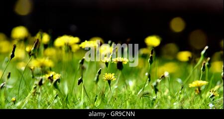 DandelionsTaraxacum blühende Pflanzen in der Familie Asteraceae, Stockfoto