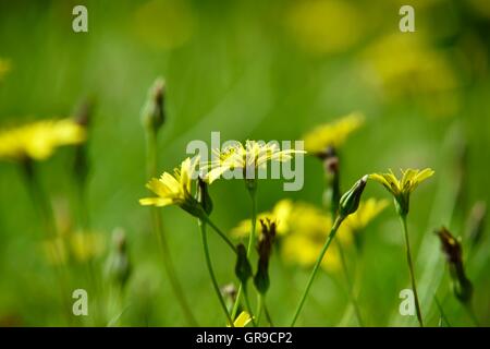 DandelionsTaraxacum blühende Pflanzen in der Familie Asteraceae, Stockfoto