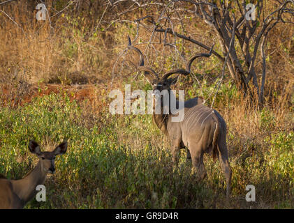 Größere Kudu Bull Stockfoto