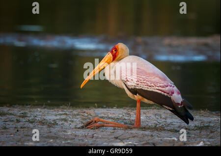 Gelbe abgerechneten Storch Stockfoto