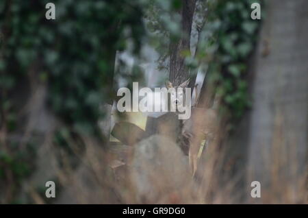 Tierwelt In Wien-Wien Zentralfriedhof Stockfoto