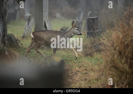 Tierwelt In Wien-Wien Zentralfriedhof Stockfoto