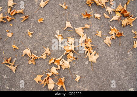 Trockene Ahornblätter braune im Herbst auf Asphalt Stockfoto